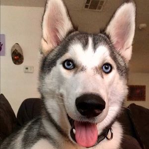 Meet your Posher, Ronnie